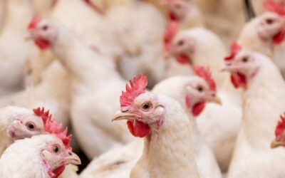 What Ails Poultry in India